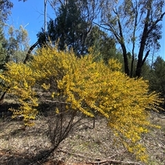 Acacia montana at Walleroobie, NSW - 4 Sep 2024 11:31 AM