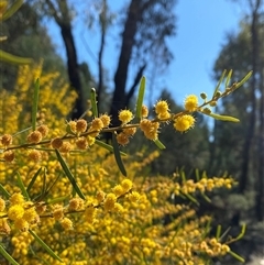 Acacia montana at Walleroobie, NSW - 4 Sep 2024 11:31 AM