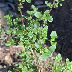 Einadia hastata (Berry Saltbush) at Walleroobie, NSW - 4 Sep 2024 by Tapirlord