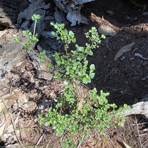 Einadia hastata at Walleroobie, NSW - 4 Sep 2024 11:30 AM