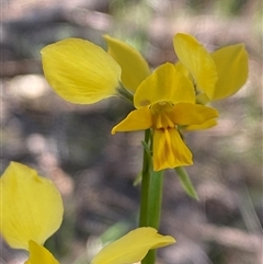 Diuris goonooensis (Western Donkey Orchid) at Walleroobie, NSW - 4 Sep 2024 by Tapirlord