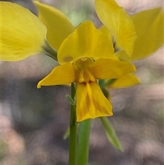 Diuris goonooensis at Walleroobie, NSW - 4 Sep 2024