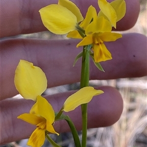 Diuris goonooensis at Walleroobie, NSW - 4 Sep 2024