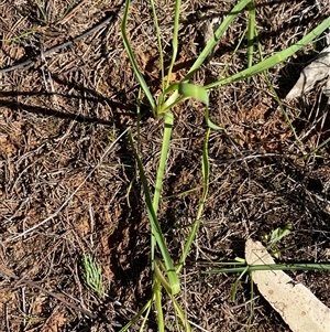 Calostemma purpureum (Garland Lily) at Walleroobie, NSW by Tapirlord