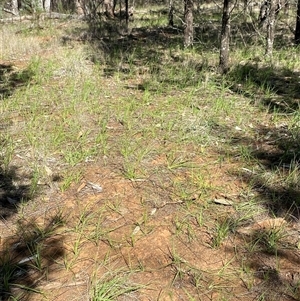 Calostemma purpureum at Walleroobie, NSW - 4 Sep 2024 11:27 AM