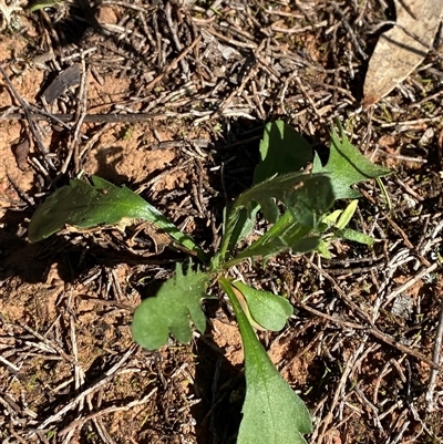 Goodenia pinnatifida (Scrambled Eggs) at Walleroobie, NSW - 4 Sep 2024 by Tapirlord