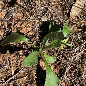 Goodenia pinnatifida at Walleroobie, NSW - 4 Sep 2024 11:27 AM