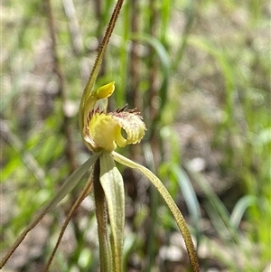 Caladenia arenaria at suppressed - suppressed