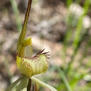 Caladenia arenaria at suppressed - suppressed