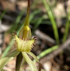 Caladenia arenaria at suppressed - suppressed