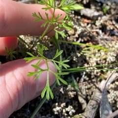 Daucus glochidiatus (Australian Carrot) at Walleroobie, NSW - 4 Sep 2024 by Tapirlord