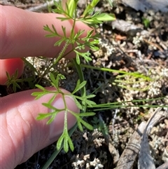 Daucus glochidiatus at Walleroobie, NSW - 4 Sep 2024 11:14 AM