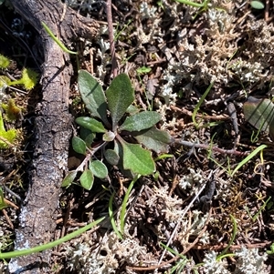 Goodenia hederacea subsp. hederacea (Ivy Goodenia, Forest Goodenia) at Walleroobie, NSW by Tapirlord