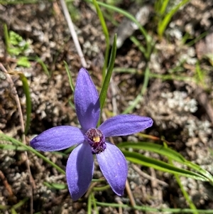 Pheladenia deformis at Walleroobie, NSW - suppressed