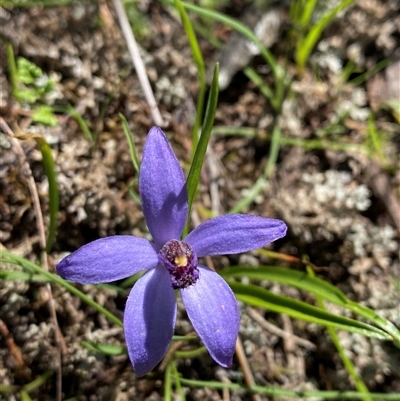 Pheladenia deformis (Blue Fairies) at Walleroobie, NSW - 4 Sep 2024 by Tapirlord