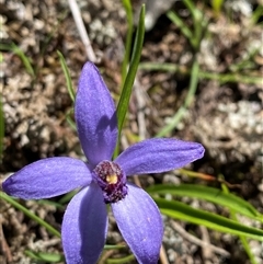 Pheladenia deformis at Walleroobie, NSW - 4 Sep 2024