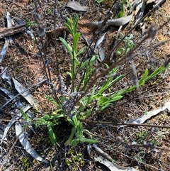 Chrysocephalum apiculatum (Common Everlasting) at Walleroobie, NSW - 4 Sep 2024 by Tapirlord