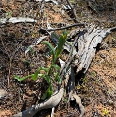 Chrysocephalum apiculatum at Walleroobie, NSW - 4 Sep 2024 11:08 AM