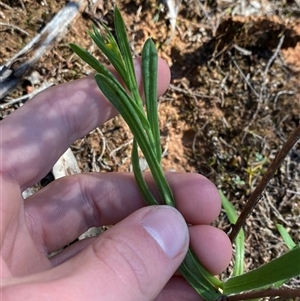 Chrysocephalum apiculatum at Walleroobie, NSW - 4 Sep 2024