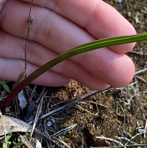 Thelymitra (Genus) at Walleroobie, NSW - suppressed
