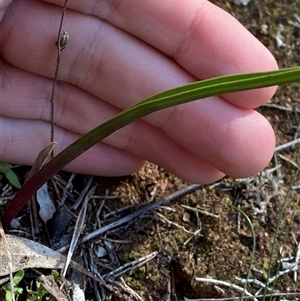 Thelymitra sp. (A Sun Orchid) at Walleroobie, NSW by Tapirlord