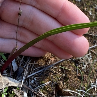 Thelymitra sp. (A Sun Orchid) at Walleroobie, NSW - 4 Sep 2024 by Tapirlord