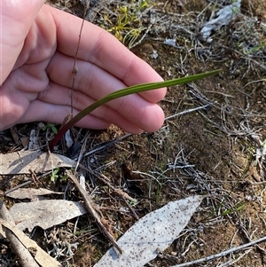 Thelymitra (Genus) at Walleroobie, NSW - suppressed