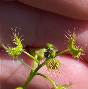 Drosera hookeri (Grassland Sundew) at Walleroobie, NSW by Tapirlord