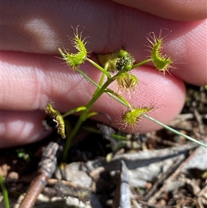 Drosera hookeri at Walleroobie, NSW - 4 Sep 2024 11:08 AM