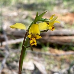 Diuris goonooensis (Western Donkey Orchid) at Walleroobie, NSW - 4 Sep 2024 by Tapirlord