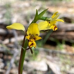 Diuris goonooensis at Walleroobie, NSW - suppressed