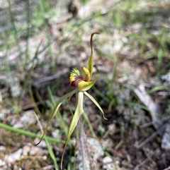 Caladenia sp. (hybrid) (Spider Orchid Hybrid) at Walleroobie, NSW - 4 Sep 2024 by Tapirlord