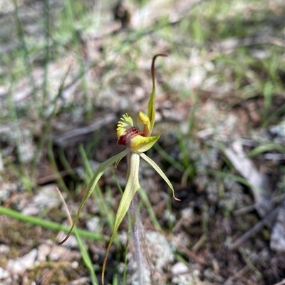 Caladenia sp. (hybrid) (Spider Orchid Hybrid) at Walleroobie, NSW by Tapirlord