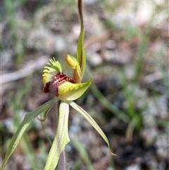 Caladenia sp. (hybrid) at suppressed - suppressed
