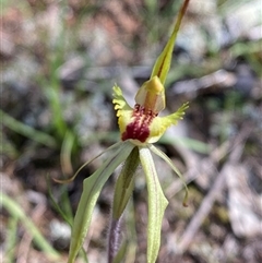 Caladenia sp. (hybrid) at suppressed - suppressed