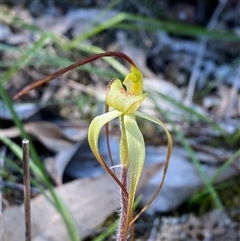 Caladenia arenaria (Sand-hill Spider Orchid) at Walleroobie, NSW - 4 Sep 2024 by Tapirlord