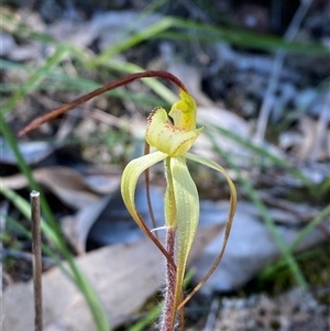 Caladenia arenaria at suppressed - 4 Sep 2024