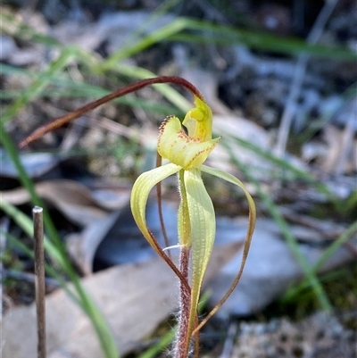 Caladenia arenaria (Sand-hill Spider Orchid) at Walleroobie, NSW - 4 Sep 2024 by Tapirlord