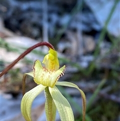 Caladenia arenaria at suppressed - 4 Sep 2024