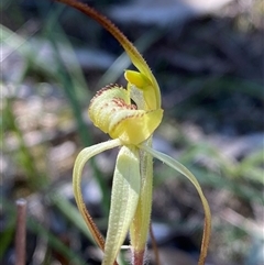 Caladenia arenaria at suppressed - suppressed