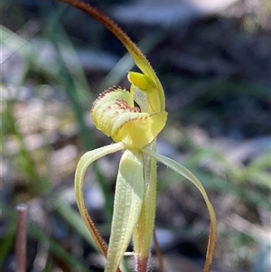 Caladenia arenaria at suppressed - 4 Sep 2024