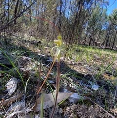 Caladenia arenaria at suppressed - 4 Sep 2024