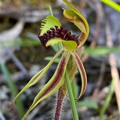 Caladenia toxochila (Bow-lip Spider Orchid) at Walleroobie, NSW - 4 Sep 2024 by Tapirlord