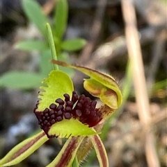 Caladenia toxochila at suppressed - 4 Sep 2024