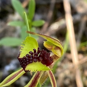 Caladenia toxochila at suppressed - suppressed