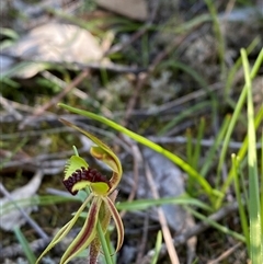 Caladenia toxochila at suppressed - 4 Sep 2024