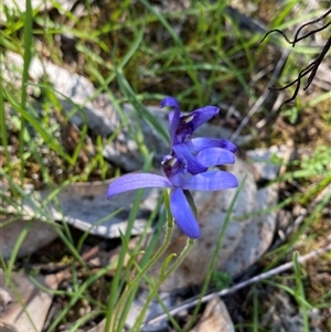 Pheladenia deformis at Walleroobie, NSW - 4 Sep 2024