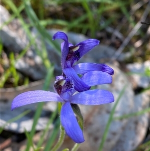 Pheladenia deformis at Walleroobie, NSW - 4 Sep 2024