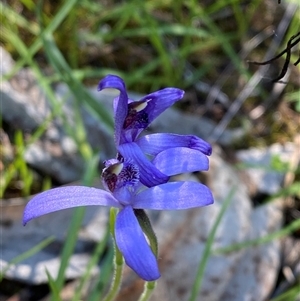 Pheladenia deformis at Walleroobie, NSW - 4 Sep 2024