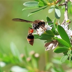 Unidentified Potter wasp (Vespidae, Eumeninae) at Yackandandah, VIC - 2 Dec 2024 by KylieWaldon